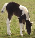 black & white tobiano foxtrotter filly