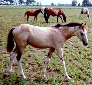 buckskin & white tobiano stud colt by Pure Luck