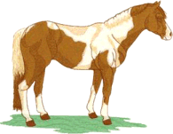 Standing brown and white pinto