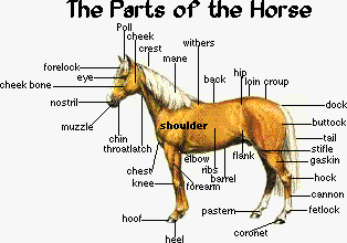 parts of the horse