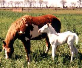 Maximum sabino stud colt and his dam, Han's Painted Rose