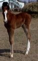 flashy sorrel filly, born 3-1-03, sired by Harvest Gold