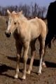 palomino filly, born 2-14-03, sired by Harvest Gold