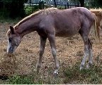 Sold - red sabino filly, born 3-8-03, sired by Dusty Traveler