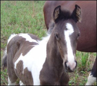 black and white spotted foxtrotter stud colt