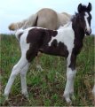 Sold - Black & white tobiano stud colt, born 10-3-05, sired by Vanilla-N-Ice