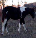 Sold - black & white stud colt by Dusty Traveler