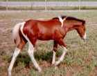 Sold - bay & white tobiano stud colt by Dusty Traveler