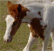 sorrel foxtrotter tovero stud colt - born 3-15-04