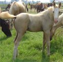 Palomino stud colt by Harvest Gold