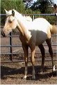 Sold - palomino filly, born 2-14-03, sired by Harvest Gold