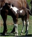 Black & white filly, born 10-03-03, sired by Pure Luck.