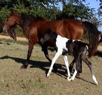 black and white foxtrotter filly born 10-08-03 photo#3