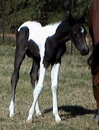 black and white foxtrotter filly born 10-08-03 photo#1