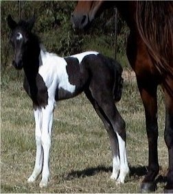 black and white foxtrotter filly born 10-08-03 photo#2