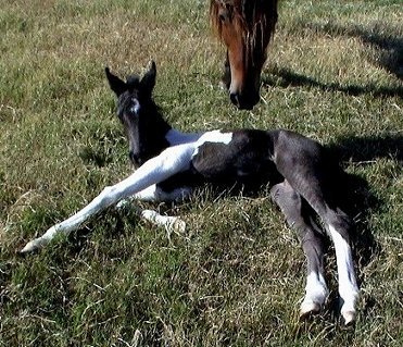 black and white foxtrotter filly newborn 10-08-03 photo#4