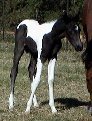 black & white filly, born 10-08-03, sired by Pure Luck