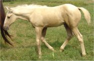 Palomino stud colt by Harvest Gold