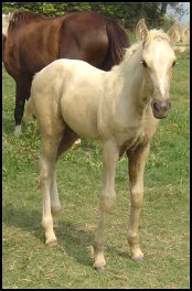 palomino foxtrotter stud colt