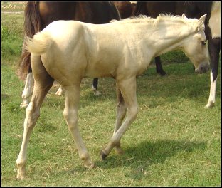 palomino foxtrotter stud colt