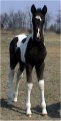 black & white tobiano stud colt, born 2-26-03, sired by Harvest Gold