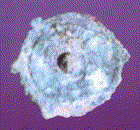 A bronze disk-like fibula