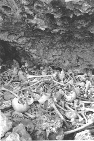 Japanese Bones --Suicide Cliff