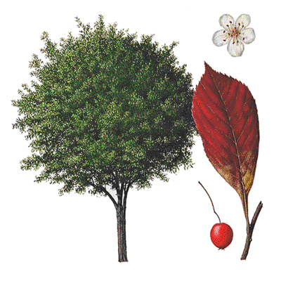hawthorn tree tattoo. Hawthorn+tree Effects and may or thornapple, is said Hope to xuejian