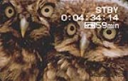 Young owls
