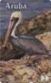 Brown Pelican