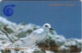 Common White-Tern (£10)