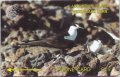 Wideawake Tern (£25)