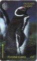 Magellanic Penguin