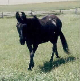 Mousey the Mule 2001 40 years old
