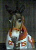 image Gus the mule