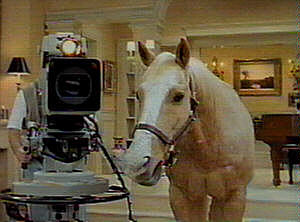 image TV camera palomino horse