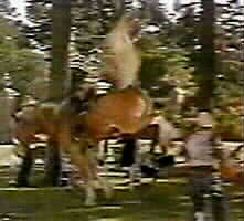 peaceful bucking stunt horse