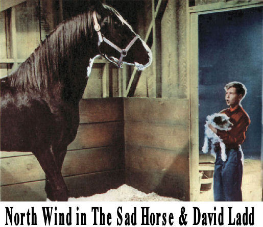 Sad Horse Movie