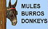 button image click here to famous mules and burros