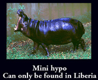 Liberian mini Hippo