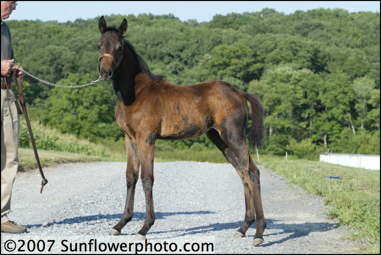 MSF Cinderina(Tzigane x MSF Country Lane)