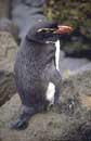 Crested Penguin, Otago Peninsula, New Zealand