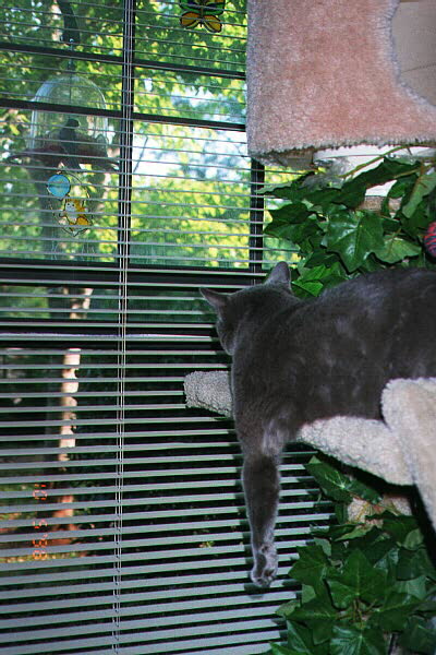 Shhh ... there's a bird out there at the feeder