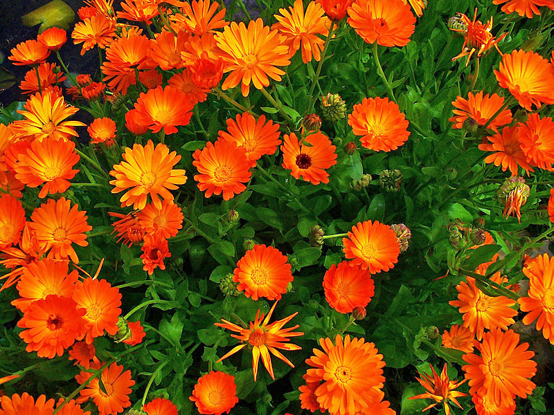 Calendula apartment