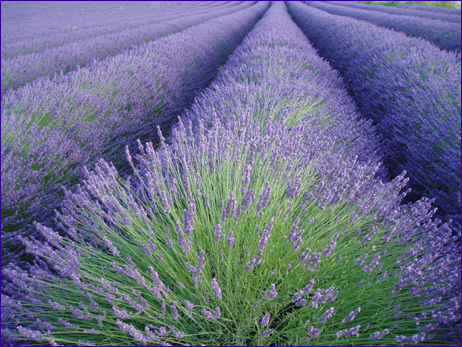 Lavandula studio