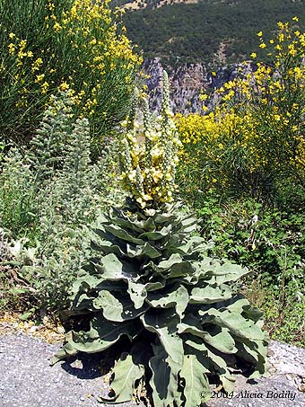 Ejemplos de la rica flora de montaa al norte de Frascineto. Al fondo: la piedra prpura de la montaa, del otro lado del can de Civita.