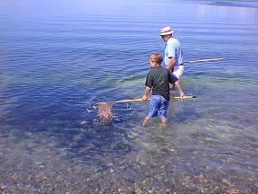 Catch Capelin with a net and bucket
