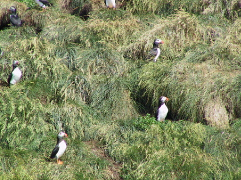 Visitors to the Witless Bay Ecological Reserve can see thousands of puffins