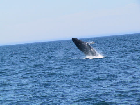 Visitors to Bay Bulls can see many whales in season