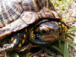 boxturtleweb2.jpg (16400 bytes)